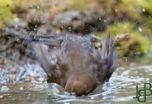05-04-2017 243 Vanuit vogelhut Huizen