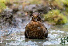 05-04-2017 245 Vanuit vogelhut Huizen