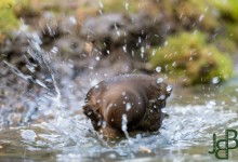 05-04-2017 248 Vanuit vogelhut Huizen