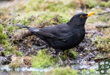 05-04-2017 306 Vanuit vogelhut Huizen
