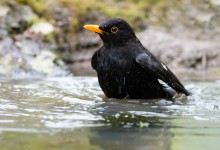 05-04-2017 307 Vanuit vogelhut Huizen