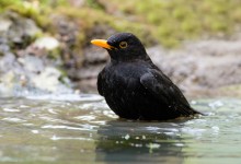 05-04-2017 309 Vanuit vogelhut Huizen