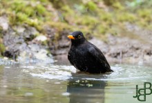 05-04-2017 311 Vanuit vogelhut Huizen