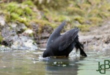 05-04-2017 315 Vanuit vogelhut Huizen