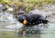 05-04-2017 317 Vanuit vogelhut Huizen