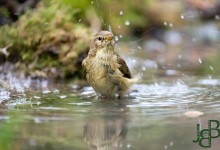 05-04-2017 361 Vanuit vogelhut Huizen