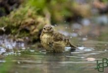 05-04-2017 363 Vanuit vogelhut Huizen