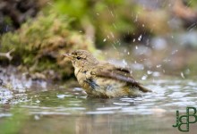 05-04-2017 365 Vanuit vogelhut Huizen