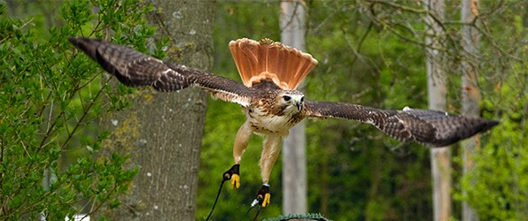 Met de fotoclub naar Wings of Change