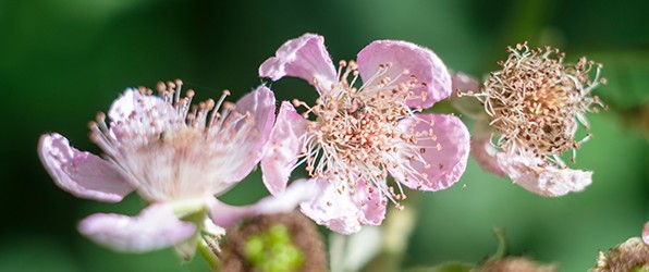 Wandeling in het Streekbos