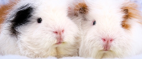 Dag lieve Bert, rust zacht lief diertje