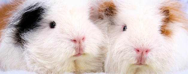 Dag lieve Bert, rust zacht lief diertje