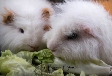 Altijd samen smikkelen