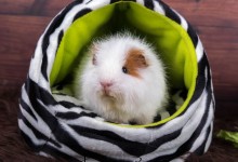 08-10-2016 028 Bert en Ernie