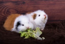 08-10-2016 065 Bert en Ernie