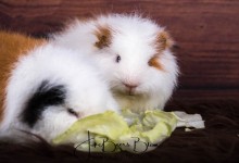 Oktober 2016 ze waren toen nog vrij klein