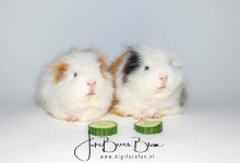 De laatste foto samen