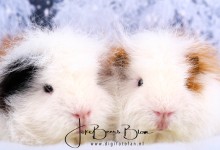 November poseren voor de kerstkaart