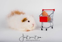 27-02-2017 038 Bert en Ernie