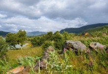 Bij Maurnes Vesterålen Noorwegen