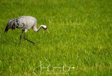 28-08-2017 066 Kraanvogels