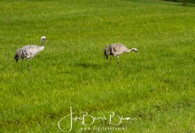 28-08-2017 070 Kraanvogels