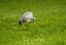 28-08-2017 071 Kraanvogels