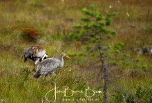Het jong staat vooraan