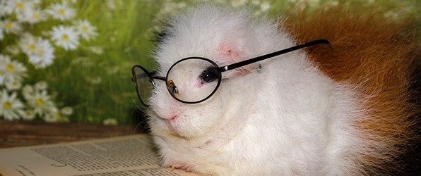 HSS flitsexperimenten met mijn cavia’s