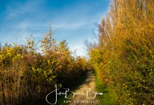 Polarisatiefilter toegepast op 50%