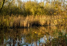 17-11-2017 036 Vooroever