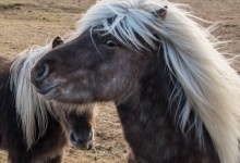 01-03-2018 069 Paardjes bij Hafnir