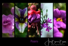 Week 21: Paars