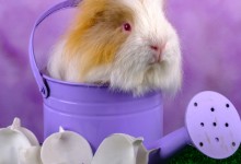 Bobbie, 11 maanden jong, een enorme boef :-)