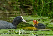 Er komt weer eten aan