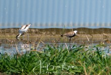 03-08-2018 036 Vogels bij De Haukes