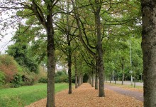 Week 32: Bomen