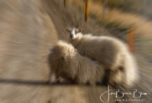 Week 37: Zoomburst