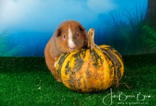 08-11-2018 005 Brownie