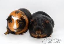 Hier was Tommie nog maar kort bij ons