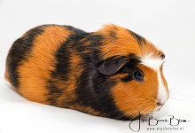 23-07-2017 016 Happie en Tommie