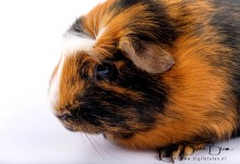 17-02-2018 040 Happie en Tommie