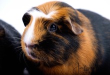 17-02-2018 056 Happie en Tommie