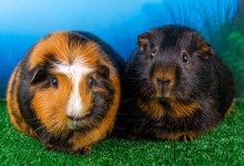 12-08-2018 084 Tommie en Happie