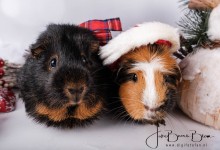 Eind november 2018: Het mannetje heeft t.o.v. van augustus flink ingeleverd, dat was in oktober al het geval helaas