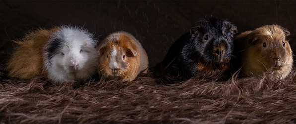 Mijn cavia’s, mijn fotomodelletjes
