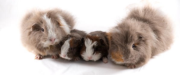 Baby cavia’s