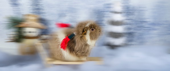 Lockdown fotografie: Cavia’s