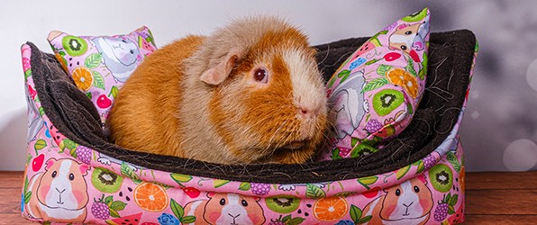 Dag lieve Brownie, dag lief mannetje