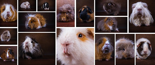 De cavia’s van Anoek